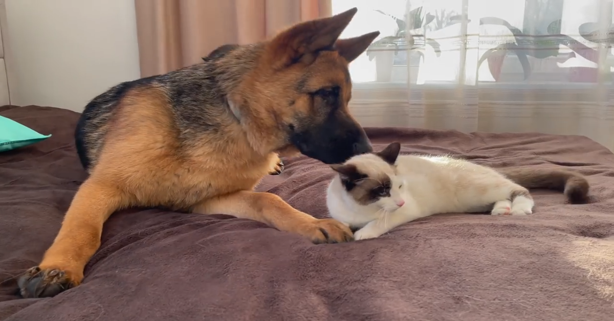 Un gattino e Pastore tedesco giocano sul letto dei padroni (VIDEO)