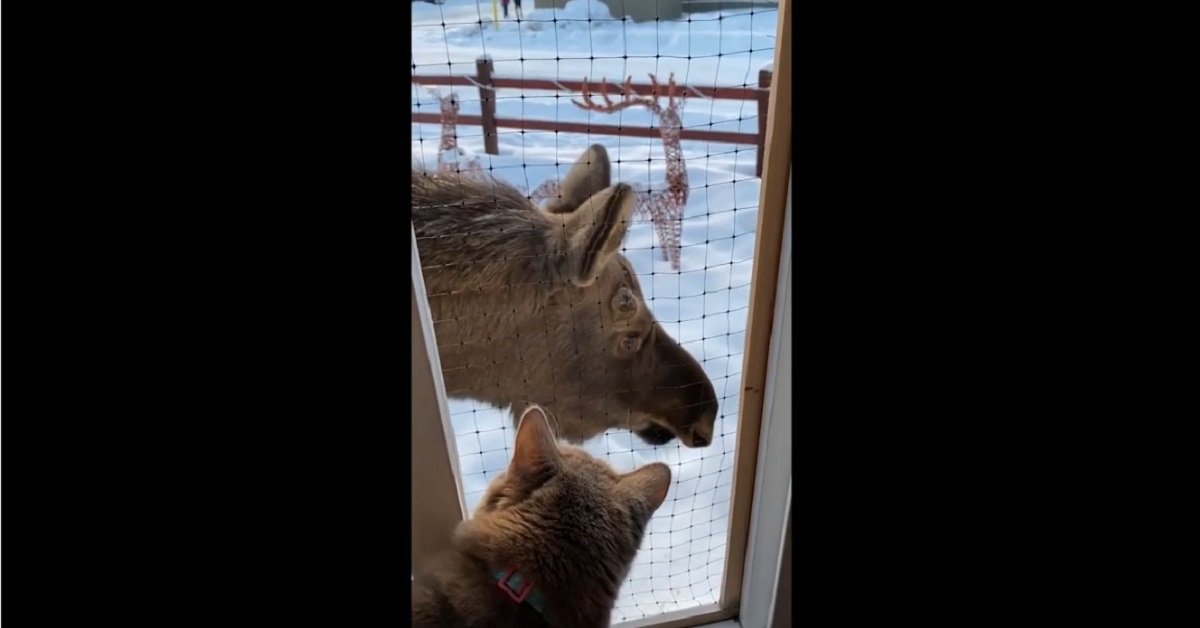 gattino e alce si incontrano alla finestra 