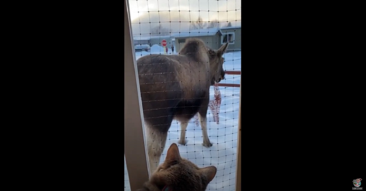 gattino e alce si incontrano alla finestra 