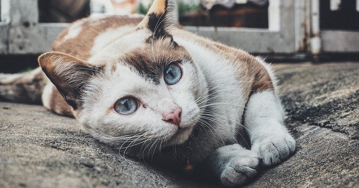 Il gattino innamorato della coppia che gli ha salvato la vita (VIDEO)