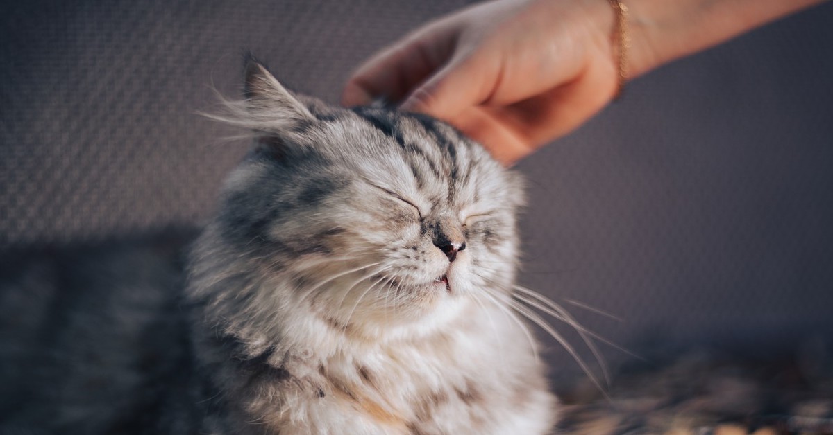 gattino è innamorato della coppia che gli ha salvato la vita