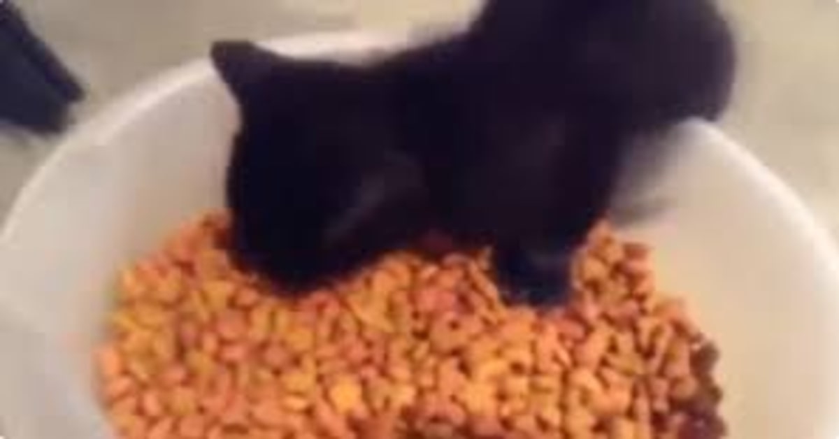 gattino fa rumori mentre mangia