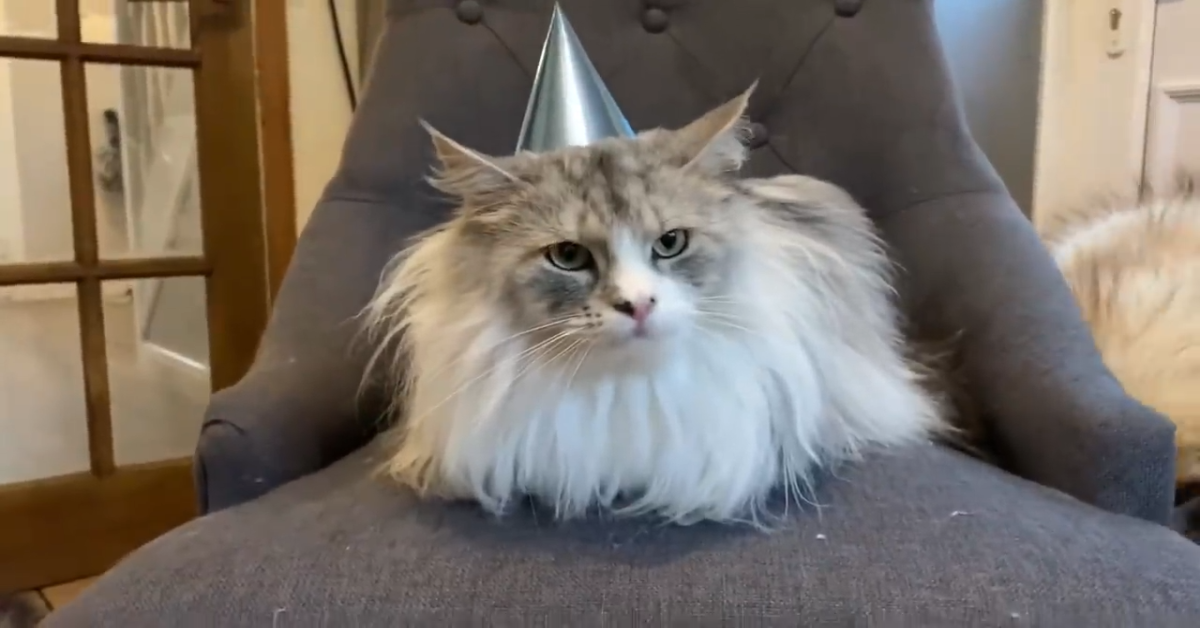 Un gattino fa il compleanno e festeggia con i suoi fratelli cagnoloni (VIDEO)