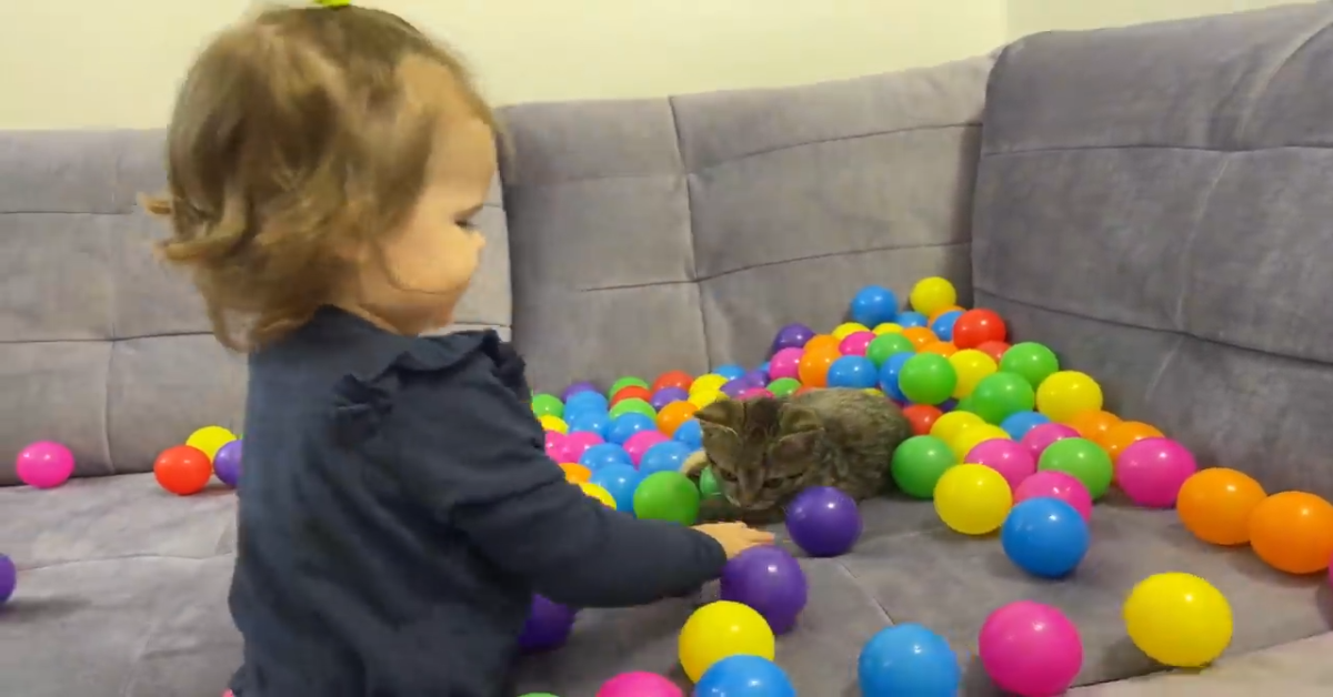 Un gattino gioca con palle colorate e con la sorellina (VIDEO)