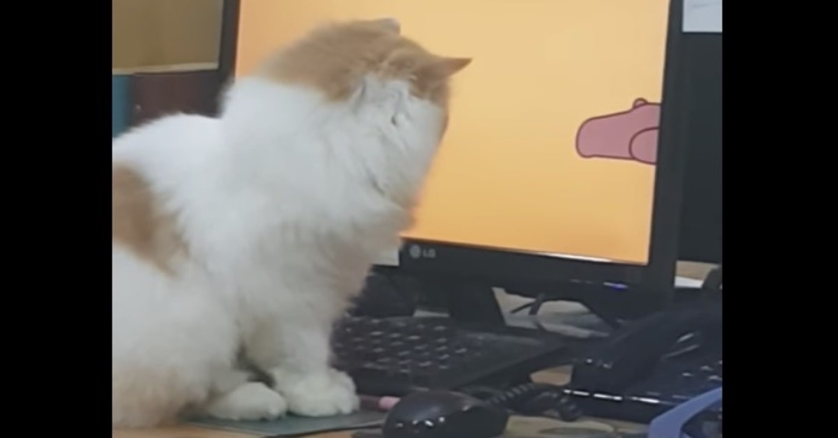 Un gattino conquista la rete guardando attentamente un cartone animato (VIDEO)