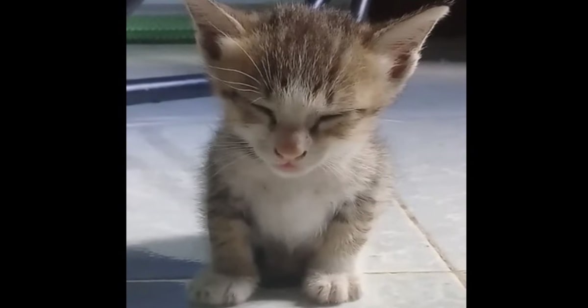Un gattino lotta con la sua stanchezza: non riesce a non chiudere gli occhi (VIDEO)