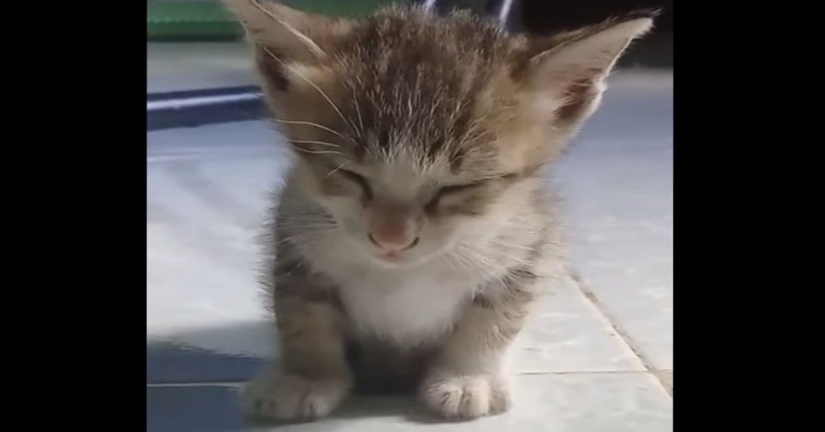 gattino ha tanto sonno