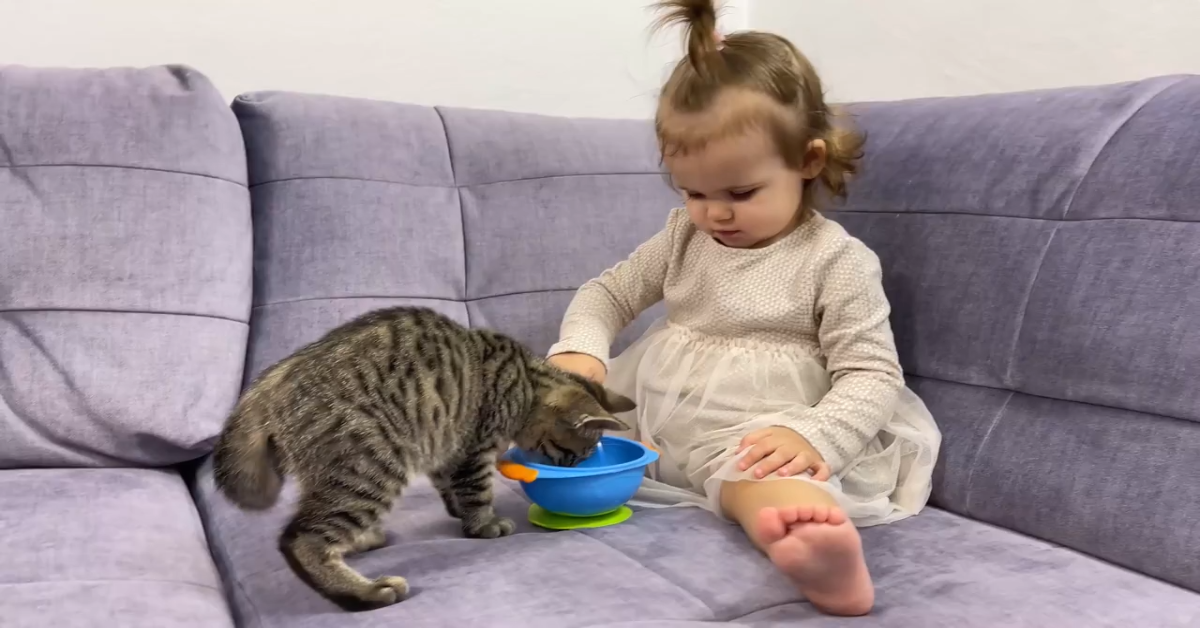 Un gattino mangia da un cucchiaio che gli porge la sorellina umana (VIDEO)