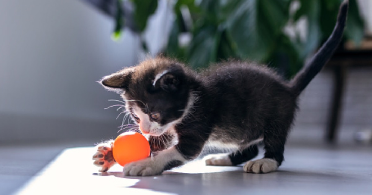 Gattino Moggy si rende protagonista di un “trick” assurdo con la pallina, il video della sua impresa è memorabile