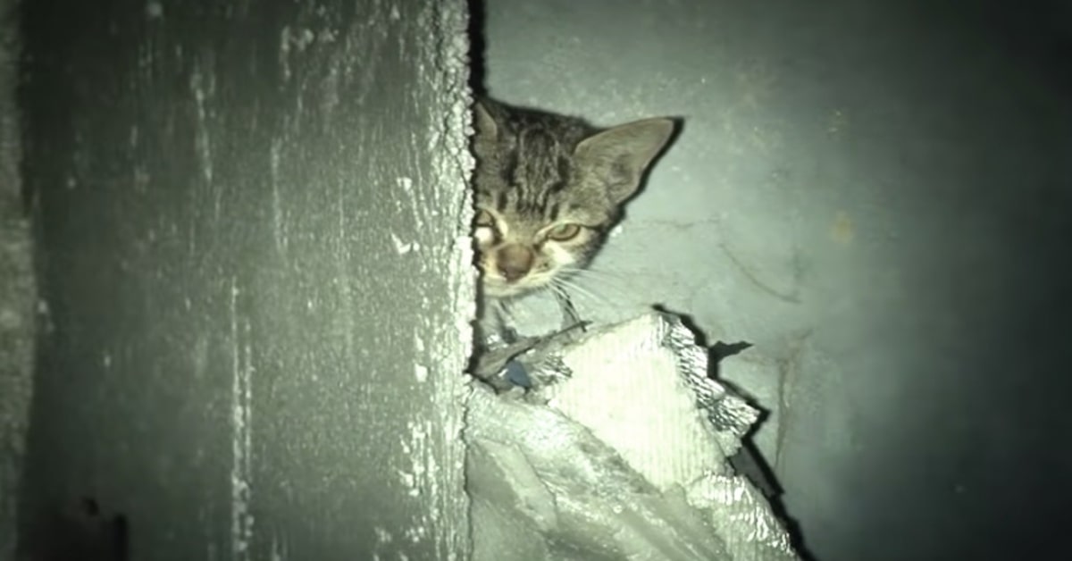 Un gattino commuove il mondo al non volersi allontanarsi dal corpo di suo padre morto (VIDEO)