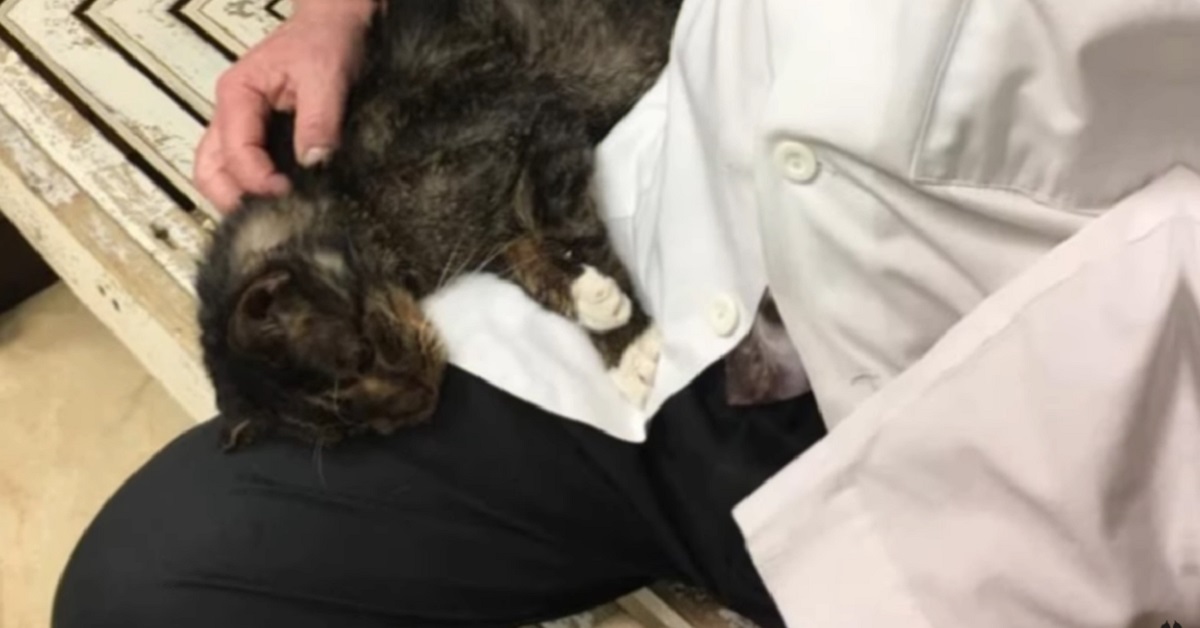 Il gattino randagio adottato a 15 anni dal veterinario che l’ha visitato (VIDEO)