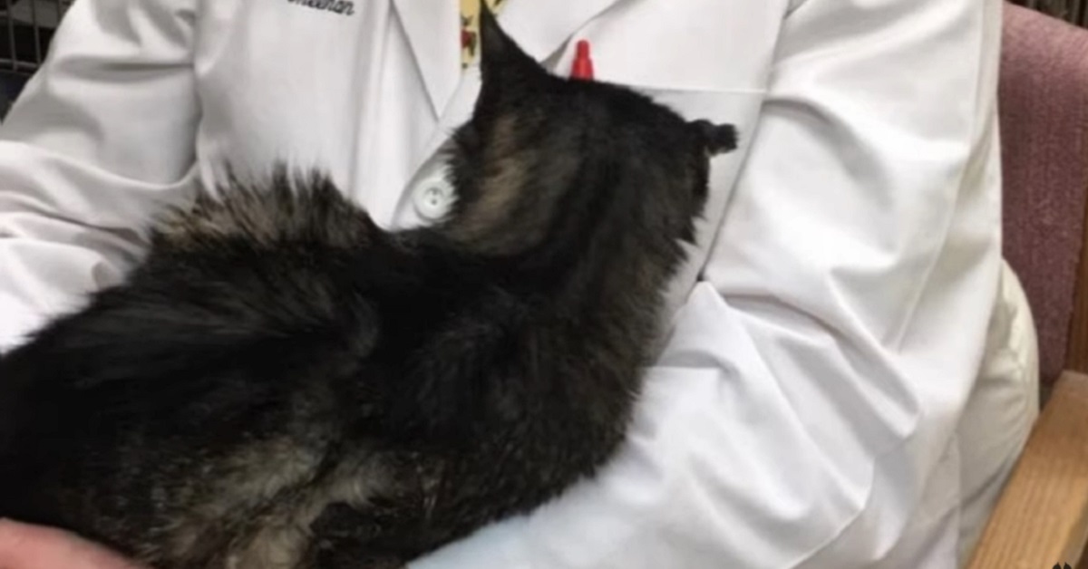 gattino randagio adottato a 15 anni dal veterinario
