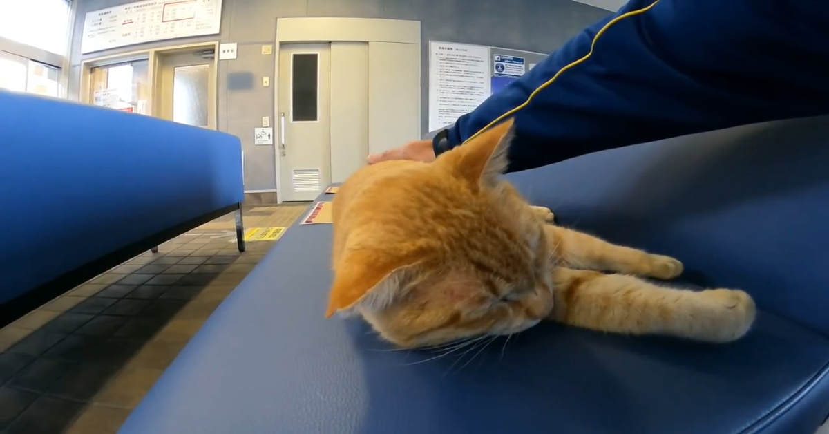 Un gattino randagio è felice di ricevere delle coccole dolcissime (VIDEO)