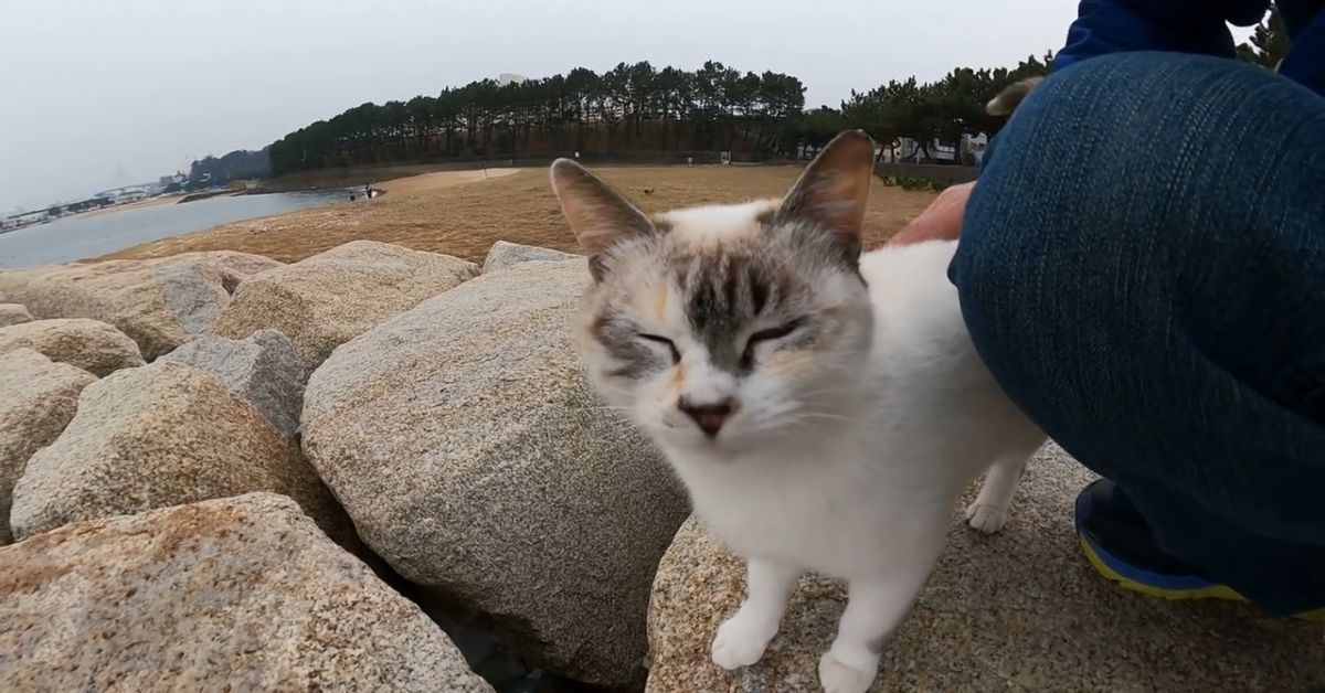 Un gattino randagio passeggia sulla spiaggia in compagnia di un uomo (VIDEO)