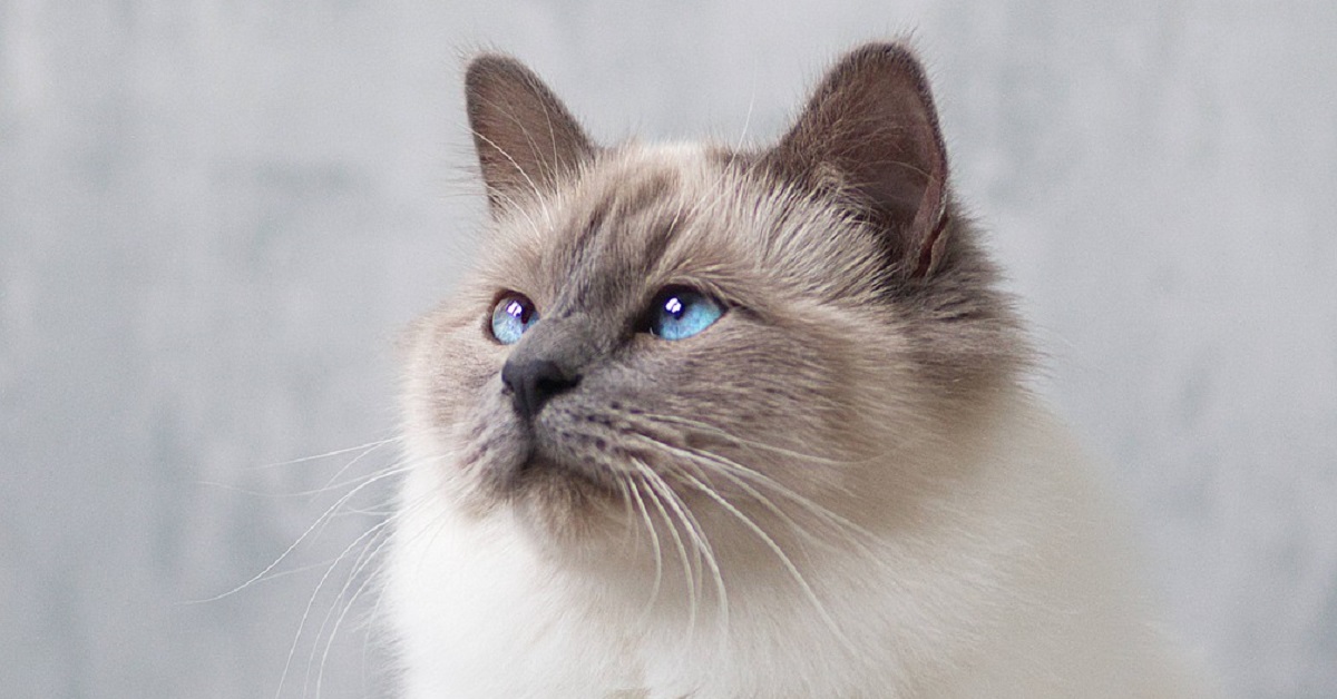 Il gattino Sacro di Birmania non vuole sentire la mamma cantare, la sua reazione nel video è imperdibile