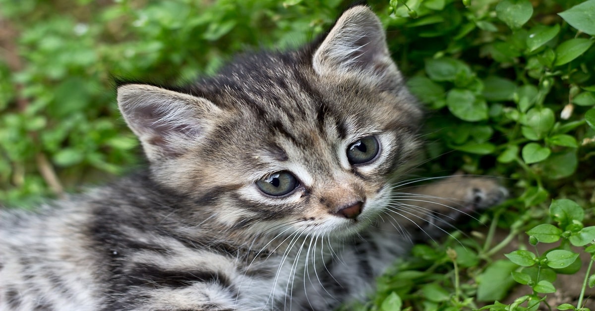 L’emozionante salvataggio di un gattino che stava per morire investito da un’auto (VIDEO)