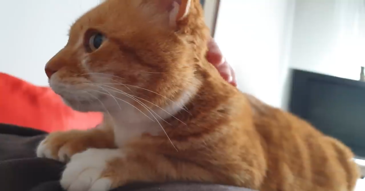 Un gattino si addormenta sul papà umano che lo coccolava (VIDEO)