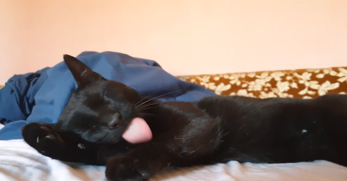 Un gattino si lava in un modo davvero molto tenero (VIDEO)