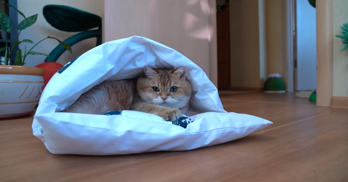 Un gattino si rilassa su un futon molto comodo comprato per lui (VIDEO)