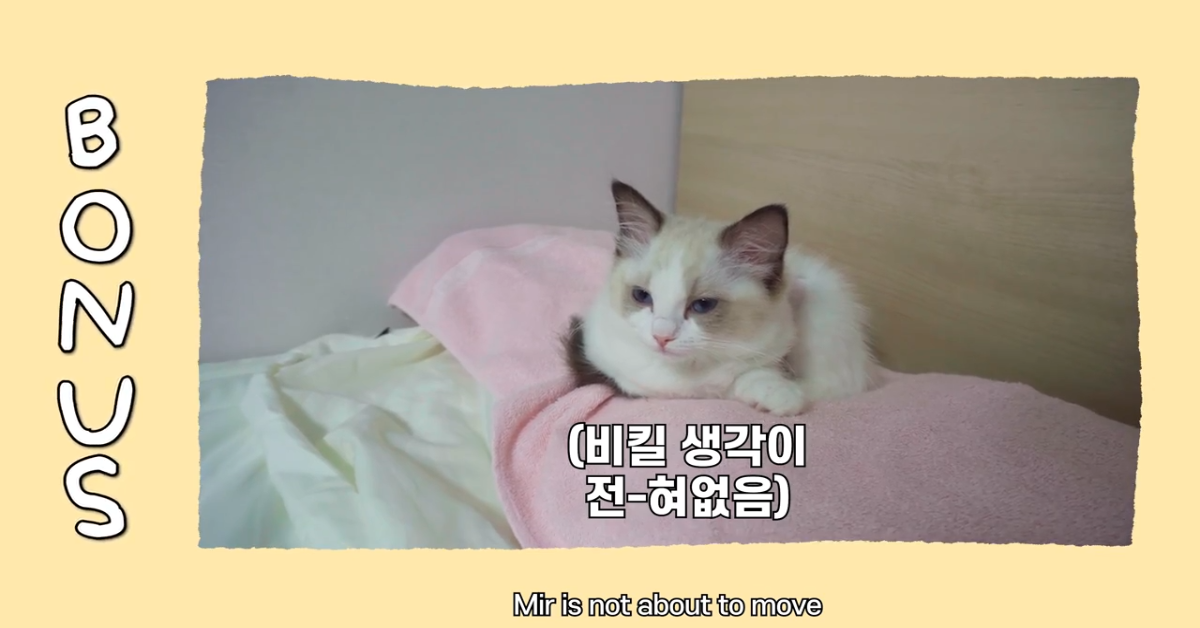 Un gattino vuole dormire nel lettone in compagnia dei suoi padroni (VIDEO)