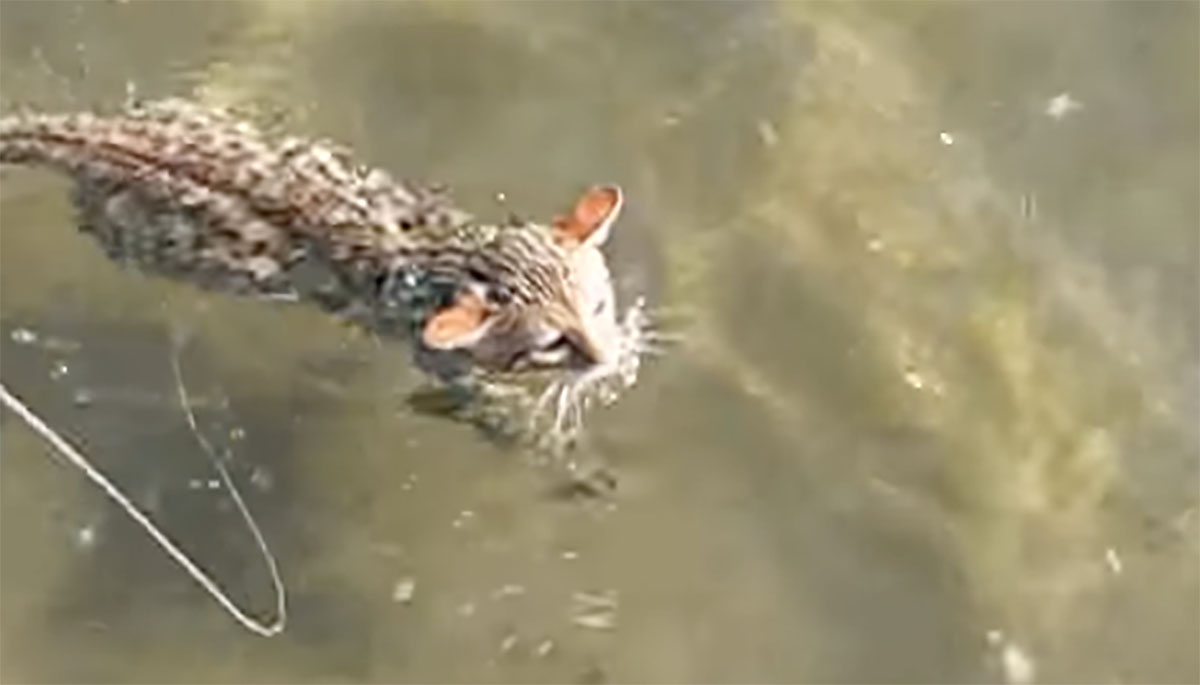 Il gatto del Bengala scopre di essere un vero appassionato di nuoto (VIDEO)