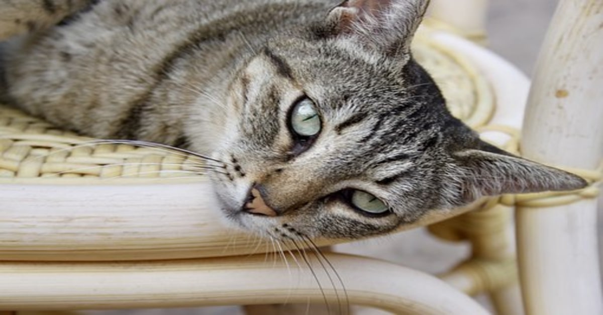 Un gattino conquista la rete a causa della sua passione per i film d’azione (VIDEO)