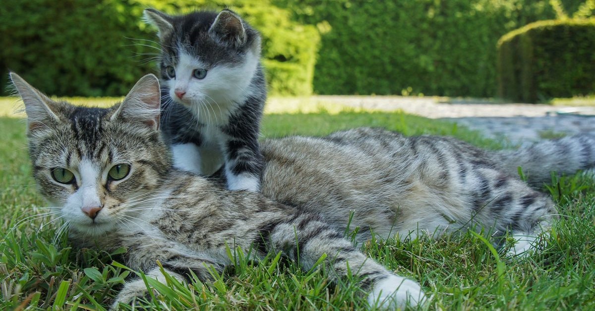 Il gatto anziano può avere paura del cucciolo? Come capirlo e che cosa fare