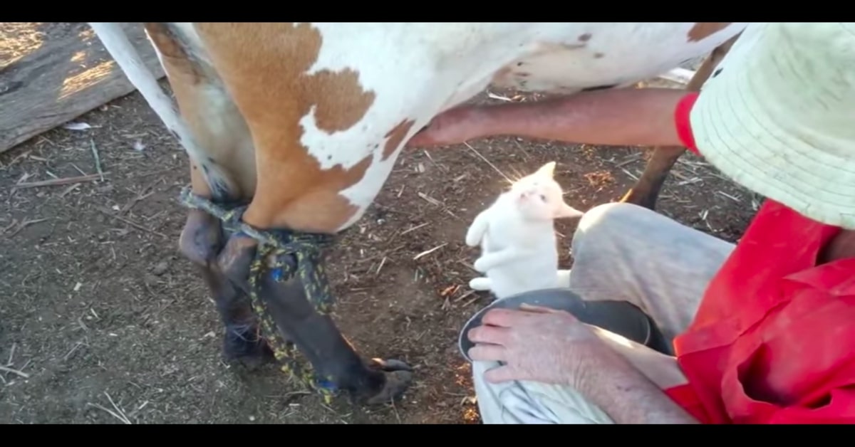 Un gattino bianco beve il latte direttamente dalla mucca (VIDEO)