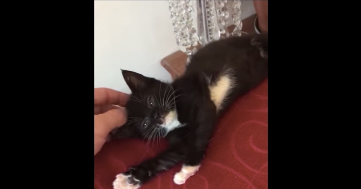 Un gattino cerca di stirarsi sul divano ma qualcosa va storto (VIDEO)