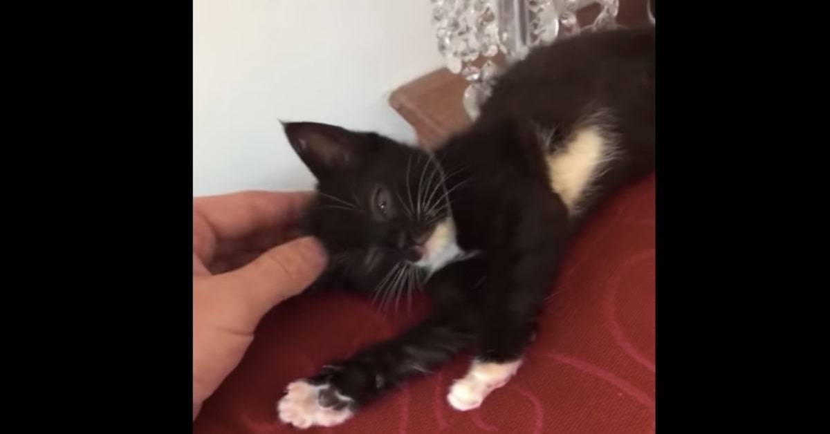gatto cade dal divano stirandosi