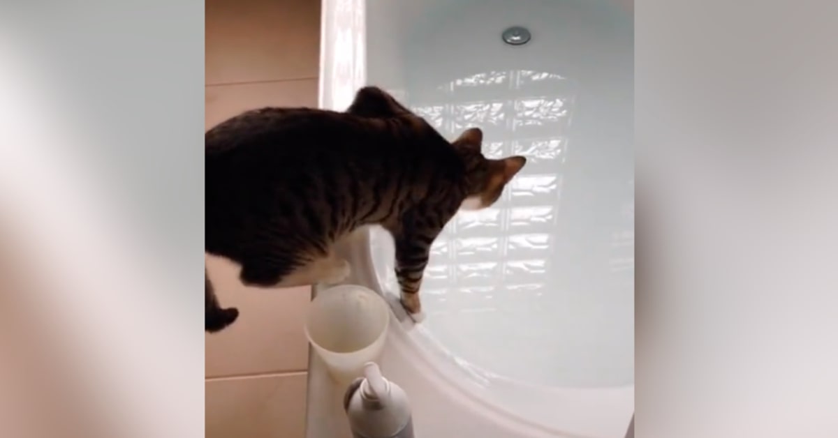 Un gattino curioso osserva una vasca piena d’acqua ma finisce male (VIDEO)