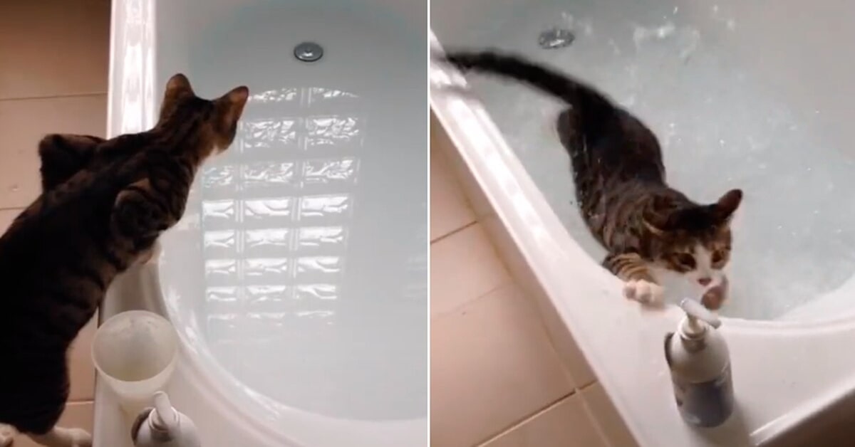 gatto scivola nella vasca