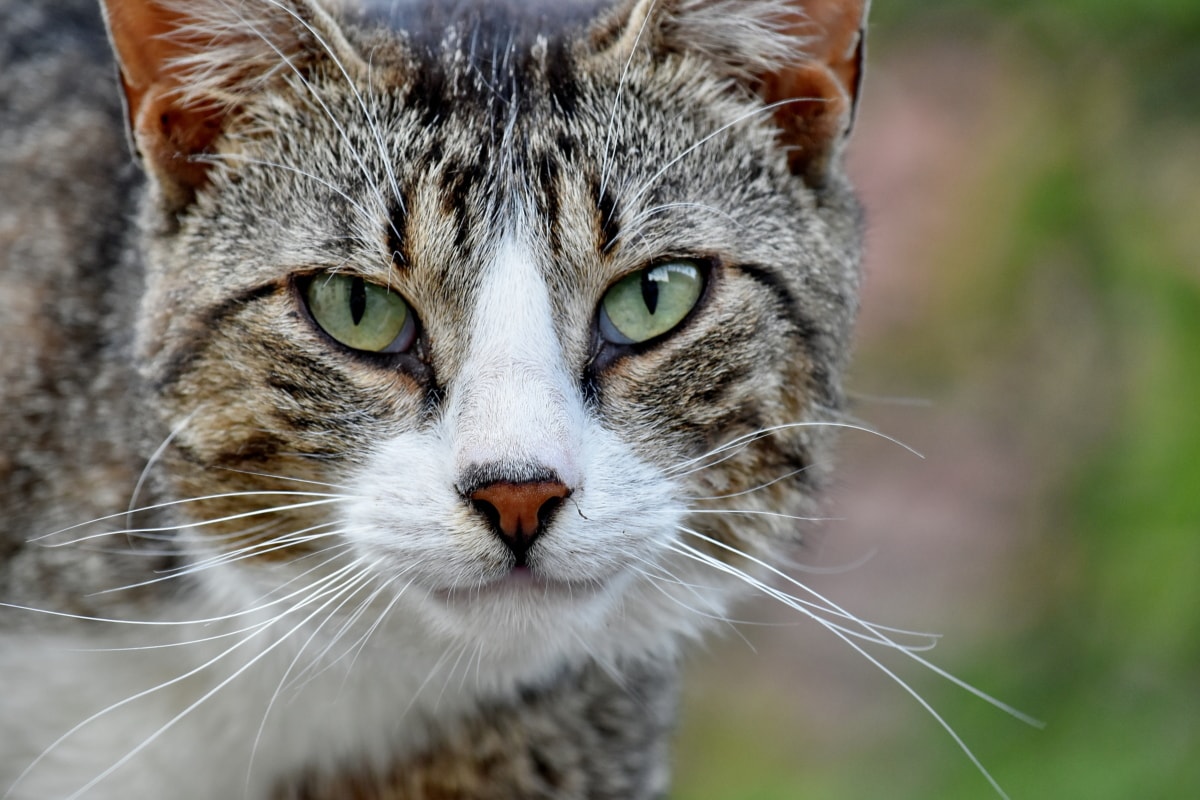 Il gatto capisce se partiamo per le vacanze?