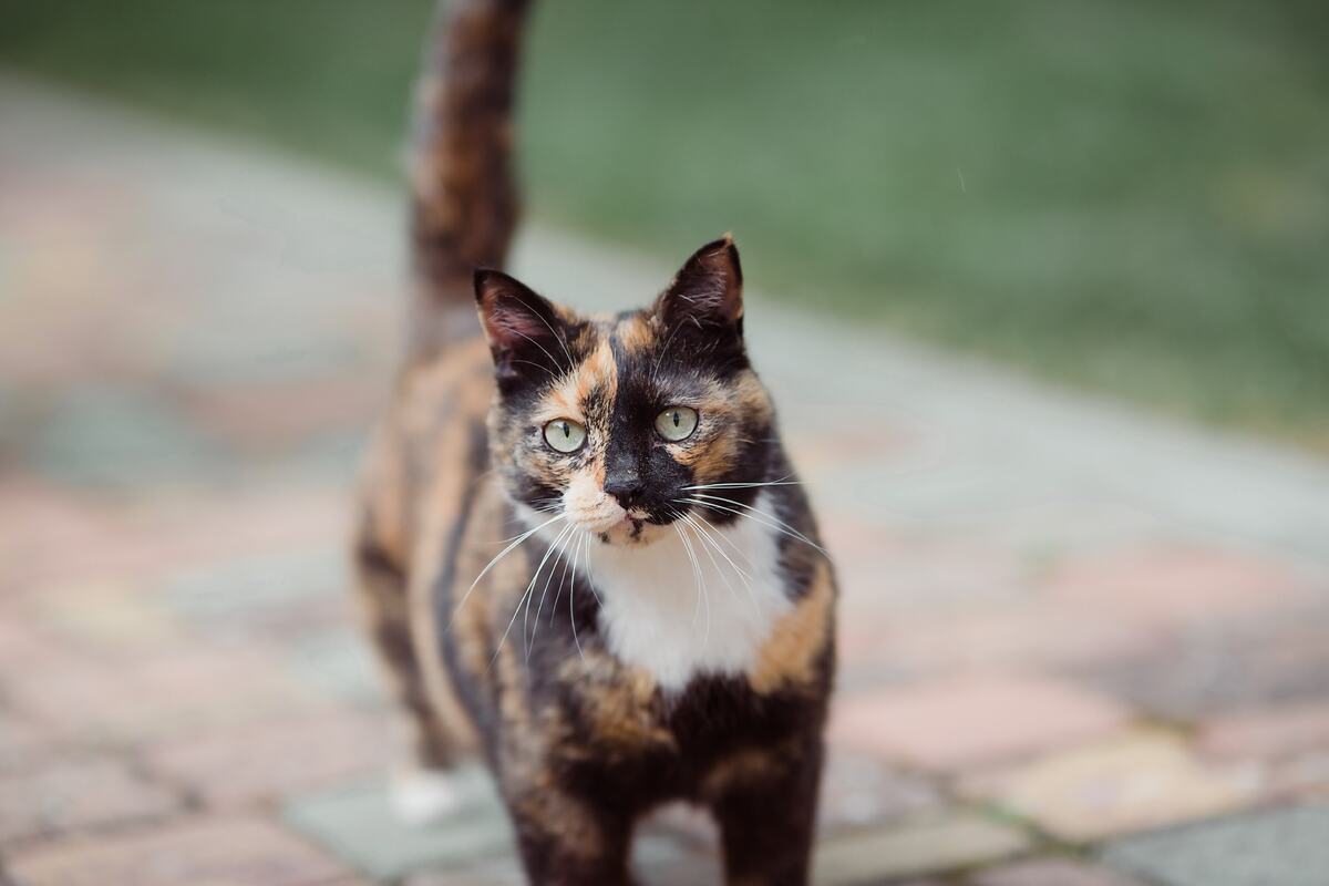 Il gatto capisce se suona il campanello e se arriva qualcuno?