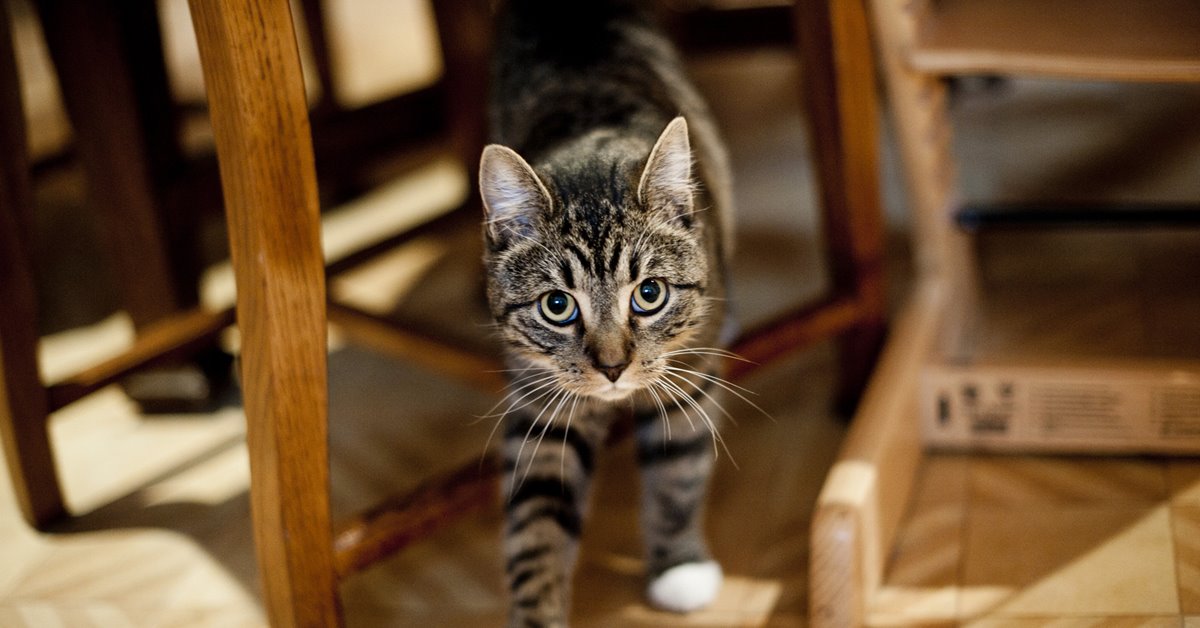 Un gatto castrato può spruzzare?