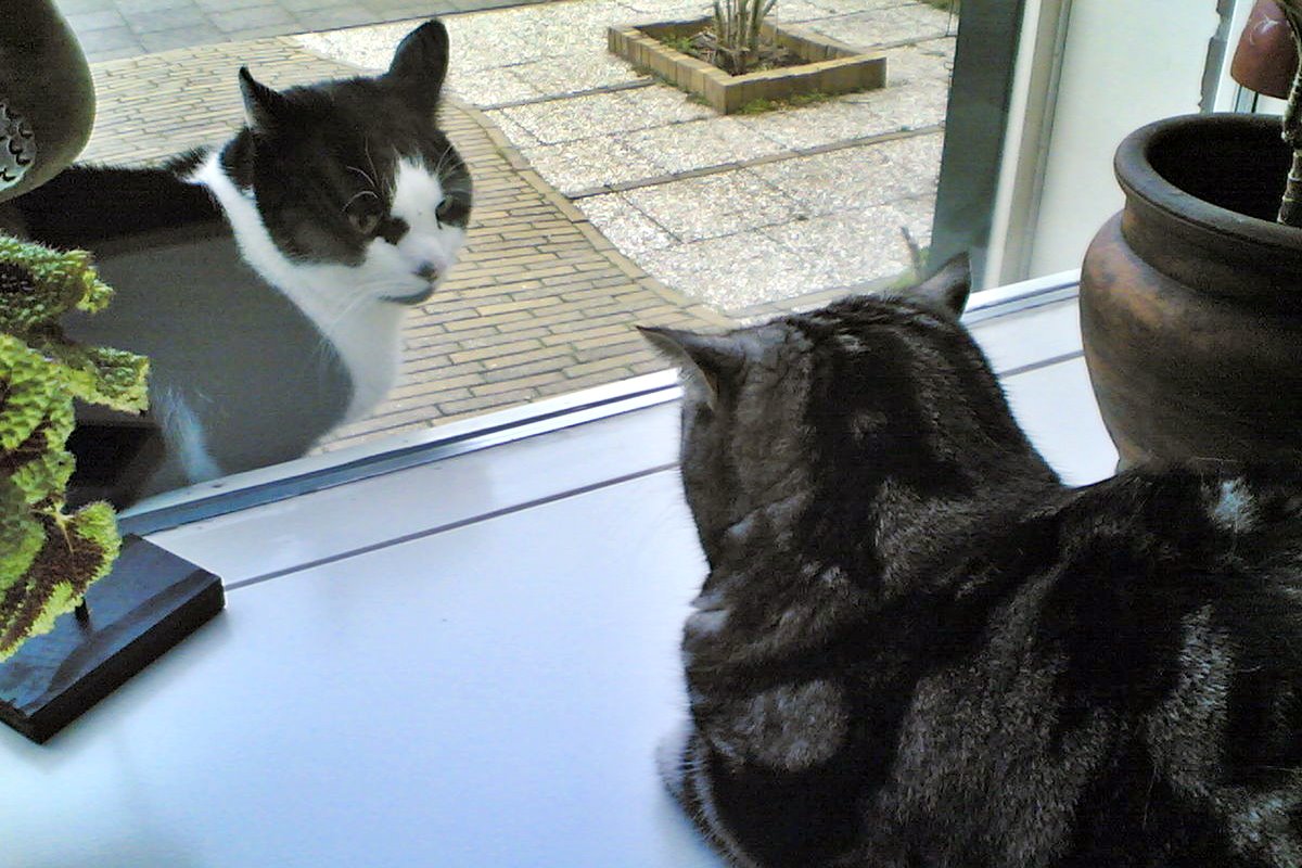 gatti che si guardano da una finestra