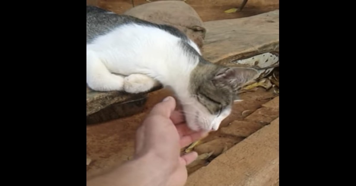 Un gattino dorme in una posizione davvero assurda  (VIDEO)