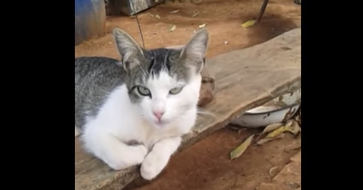 gattino che dormiva in posizione strana si sveglia