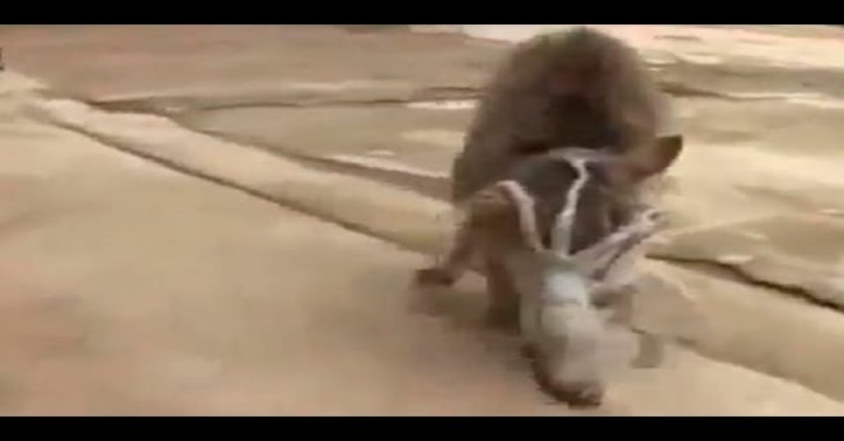 La battaglia fra un gattino e un calamaro: chi vincerà?  (VIDEO)