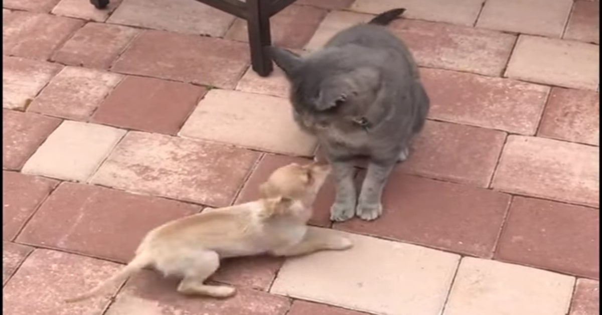 Un gattino gioca insieme a un adorabile cucciolo di Chihuahua: sono ottimi amici! (VIDEO)