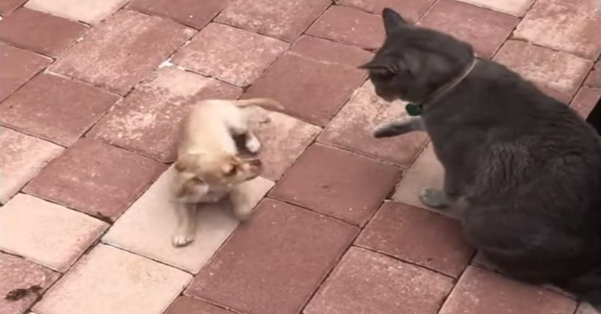 gatto e chihuahua amici inseparabili