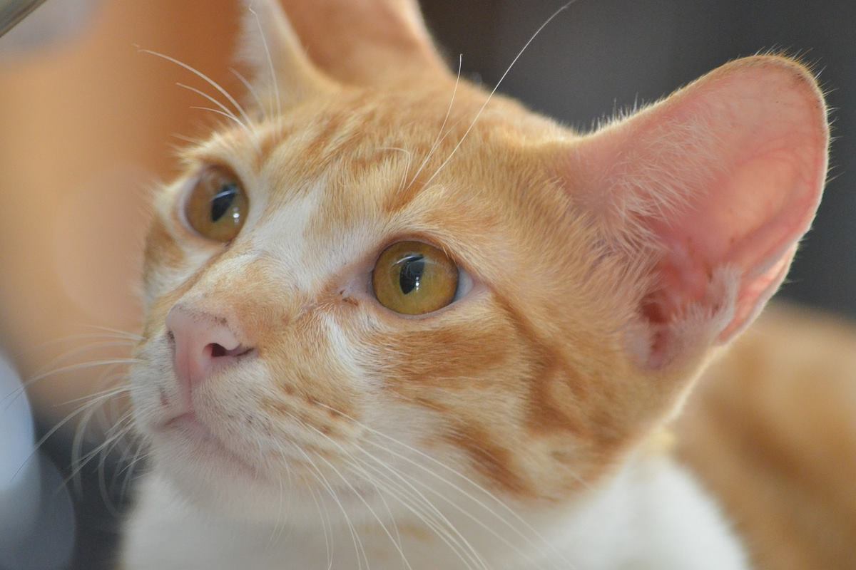 gatto arancione e bianco