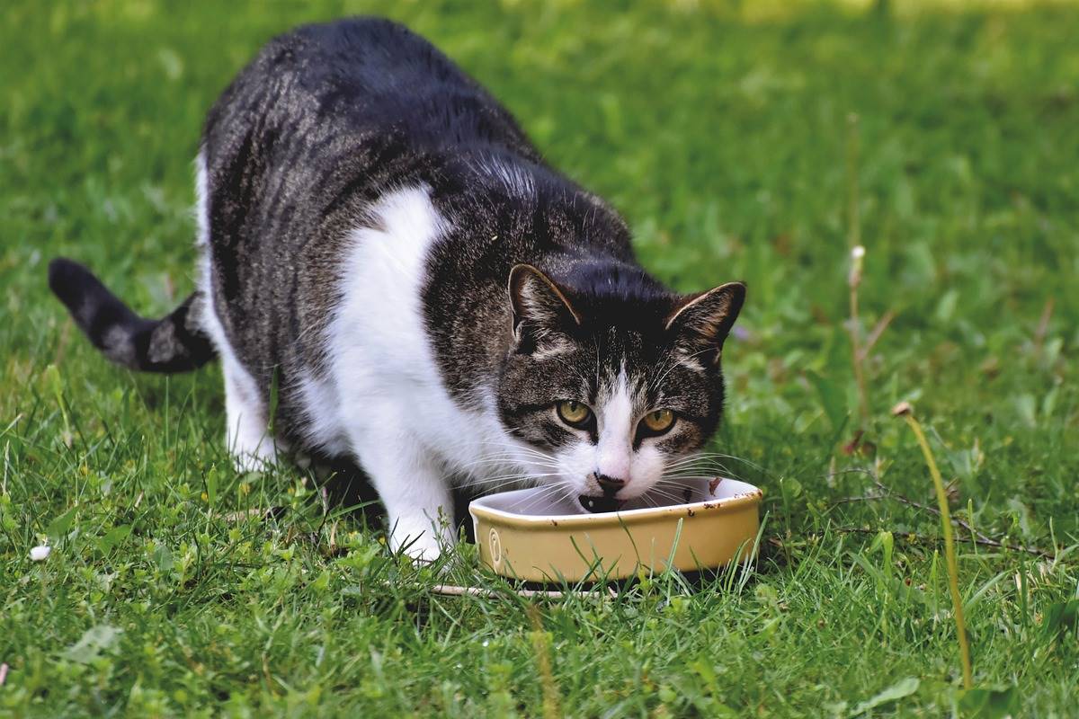 gatto bianco e tigrato