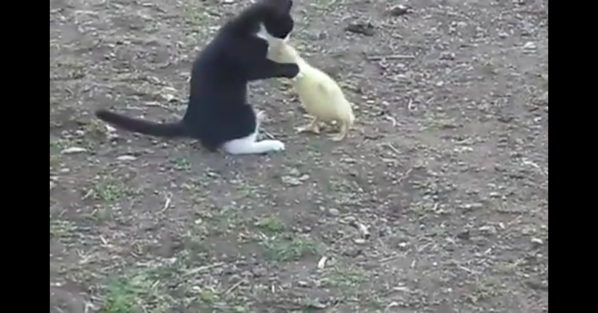 Un gattino e una papera dimostrano di essere ottimi amici in un tenero video