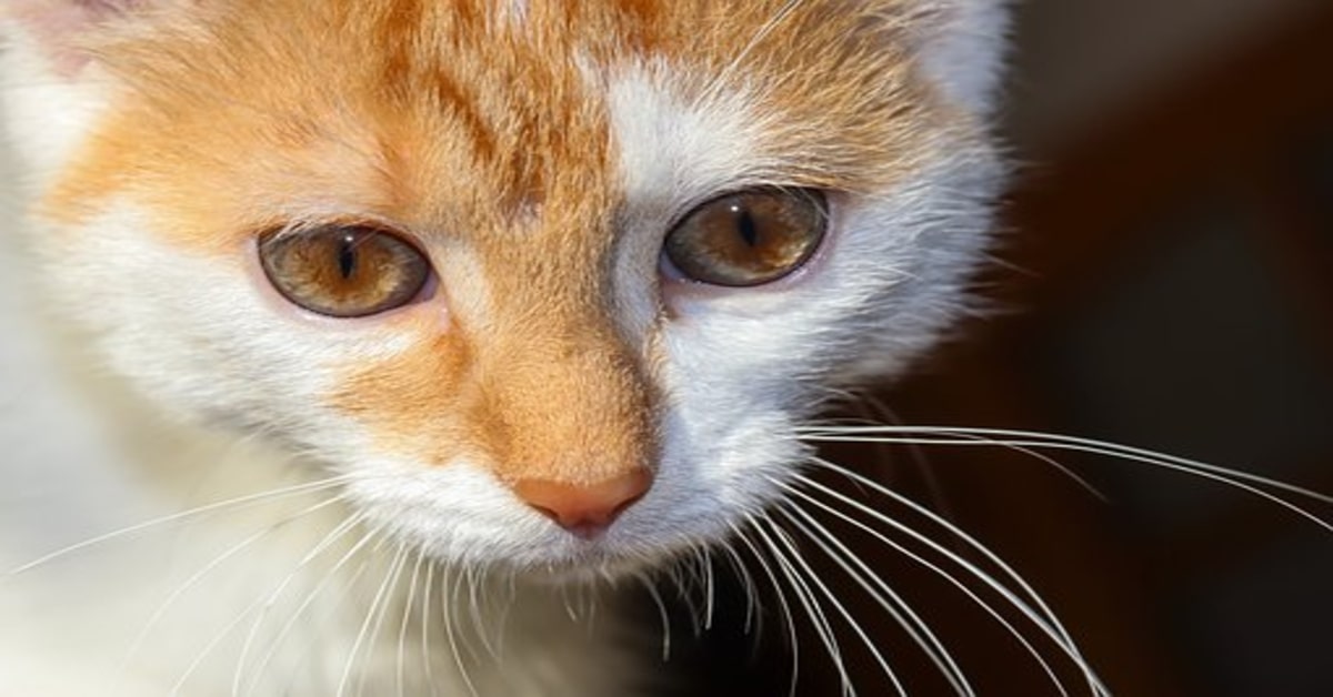 Un gattino fa delle strane piroette e la ragione non è affatto buona (VIDEO)