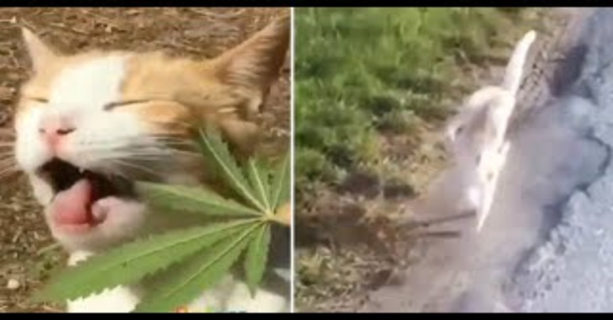 gattino mangia cannabis e poi fa piroette
