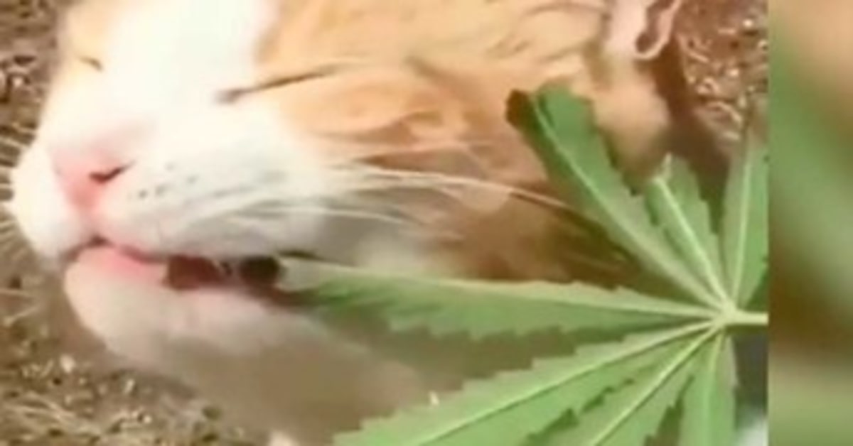 gatto mangia foglia di cannabis