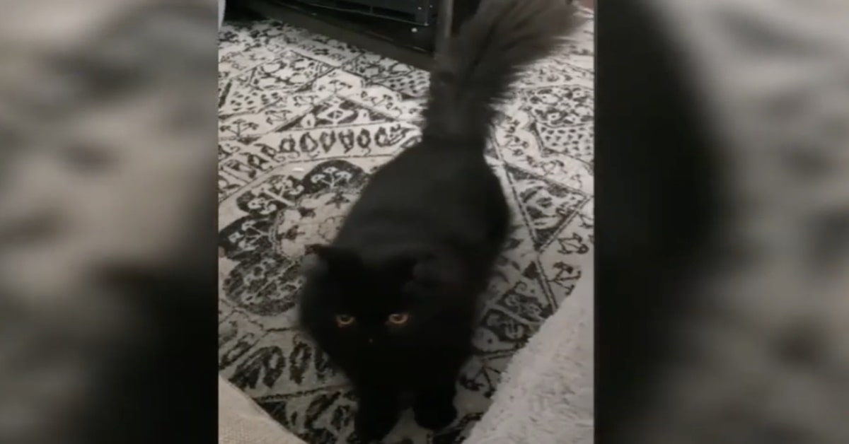 gattino nero balla davanti alla padrona
