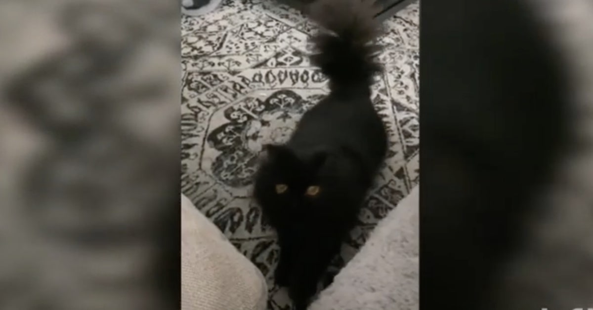 gatto nero fa un balletto per attirare l'attenzione della padrona