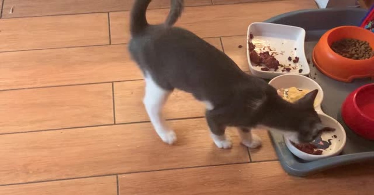 Gattino si emoziona al provare diversi tipi di cibo (VIDEO)